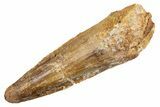 Fossil Spinosaurus Tooth - Real Dinosaur Tooth #345924-1